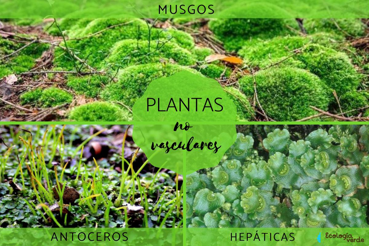 Plantas no vasculares: qué son, características y ejemplos