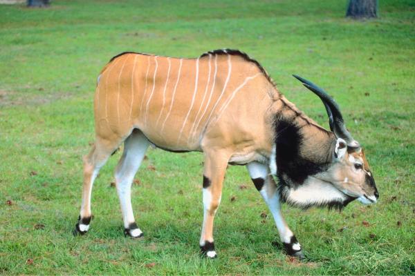 Eland - ¿Cómo es la alimentación del eland?