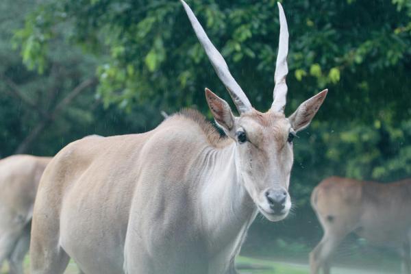 Eland - ¿Cuáles son las amenazas y cómo es la conservación del eland?