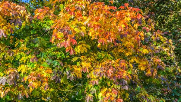 Los árboles que se vuelven más espectaculares en otoño y puedes ver en España - Dónde ver estos árboles en otoño sin salir de España