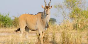 Eland