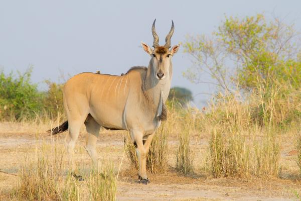 Eland
