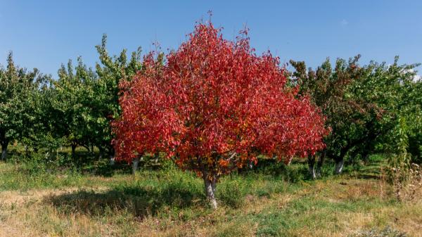Los árboles que se vuelven más espectaculares en otoño y puedes ver en España - Los árboles que alcanzan su máximo esplendor en otoño
