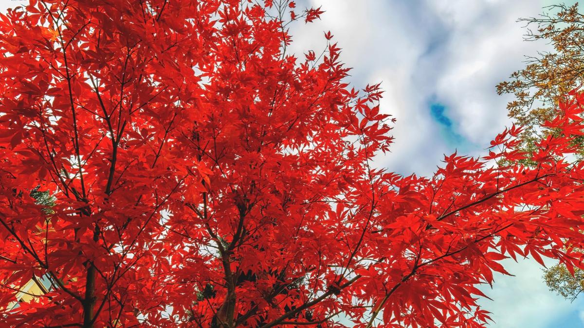 Los árboles que se vuelven más espectaculares en otoño y puedes ver en España