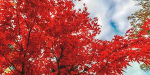 Los árboles que se vuelven más espectaculares en otoño y puedes ver en España