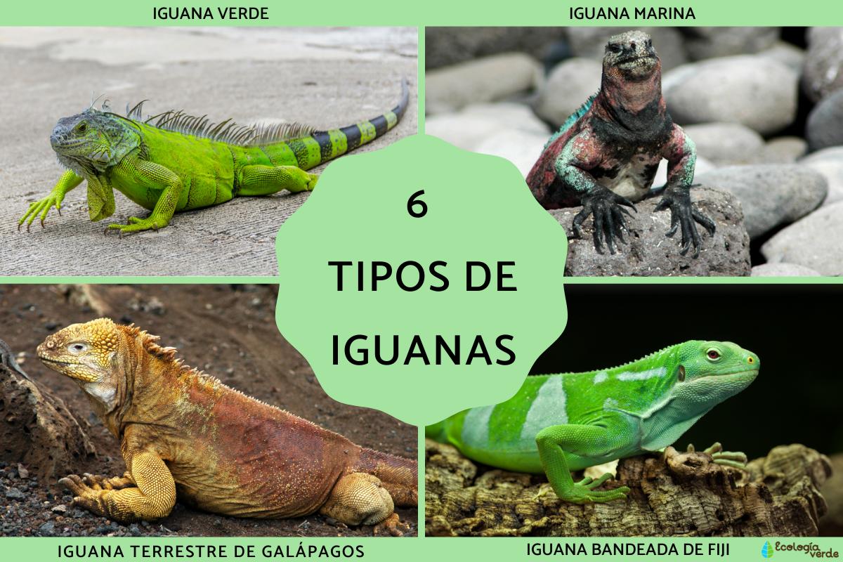 Tipos de iguanas