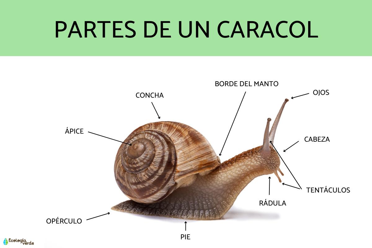 Partes de un caracol