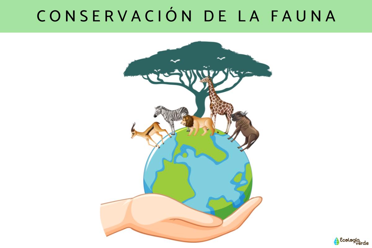Conservación de la fauna: qué es, importancia, curso y salidas profesionales