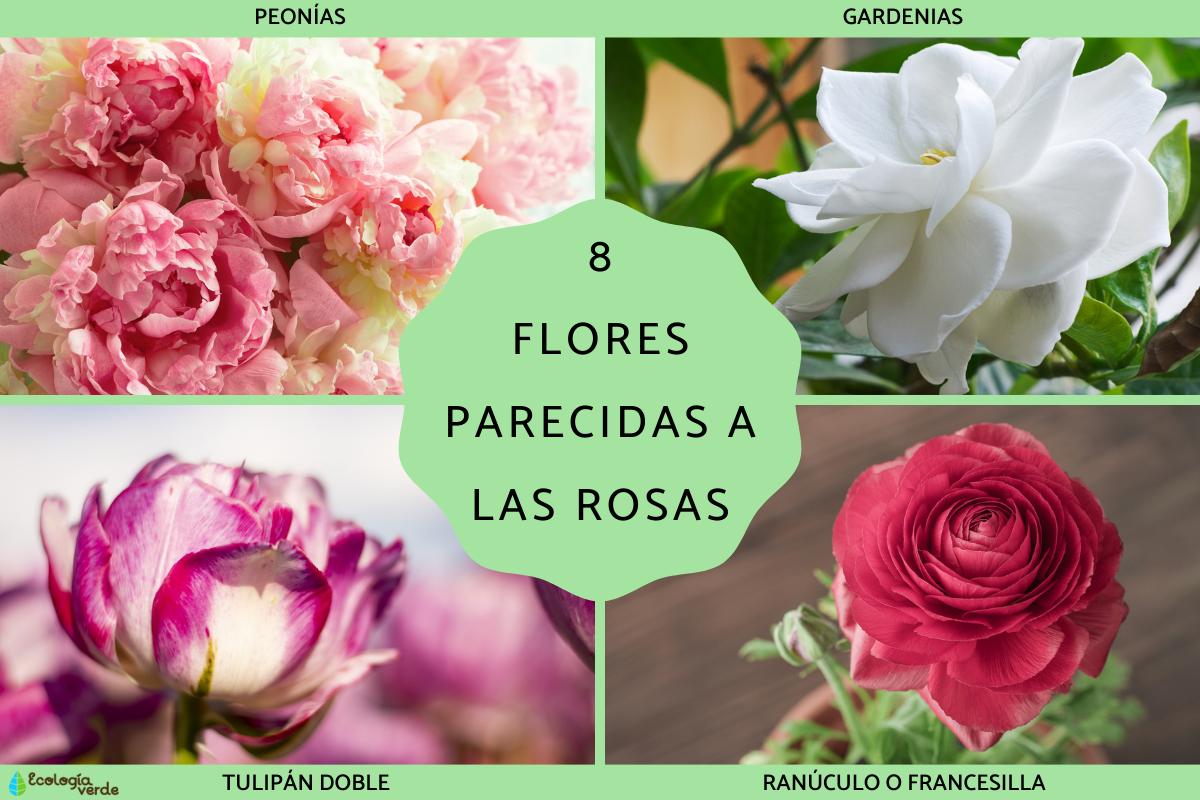 Flores parecidas a las rosas