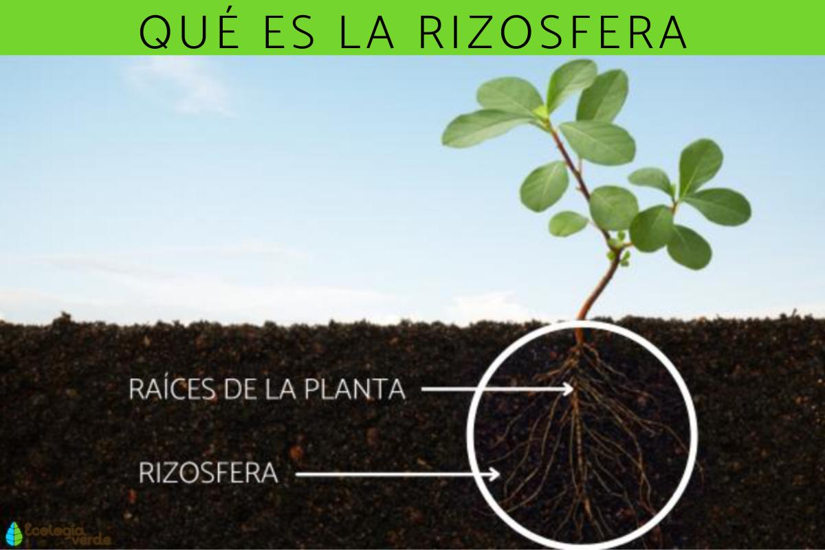 Rizosfera: qué es, para qué sirve, composición e importancia