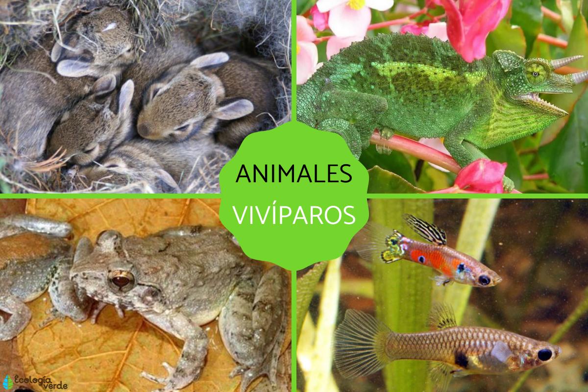 Animales vivíparos: qué son, características y ejemplos