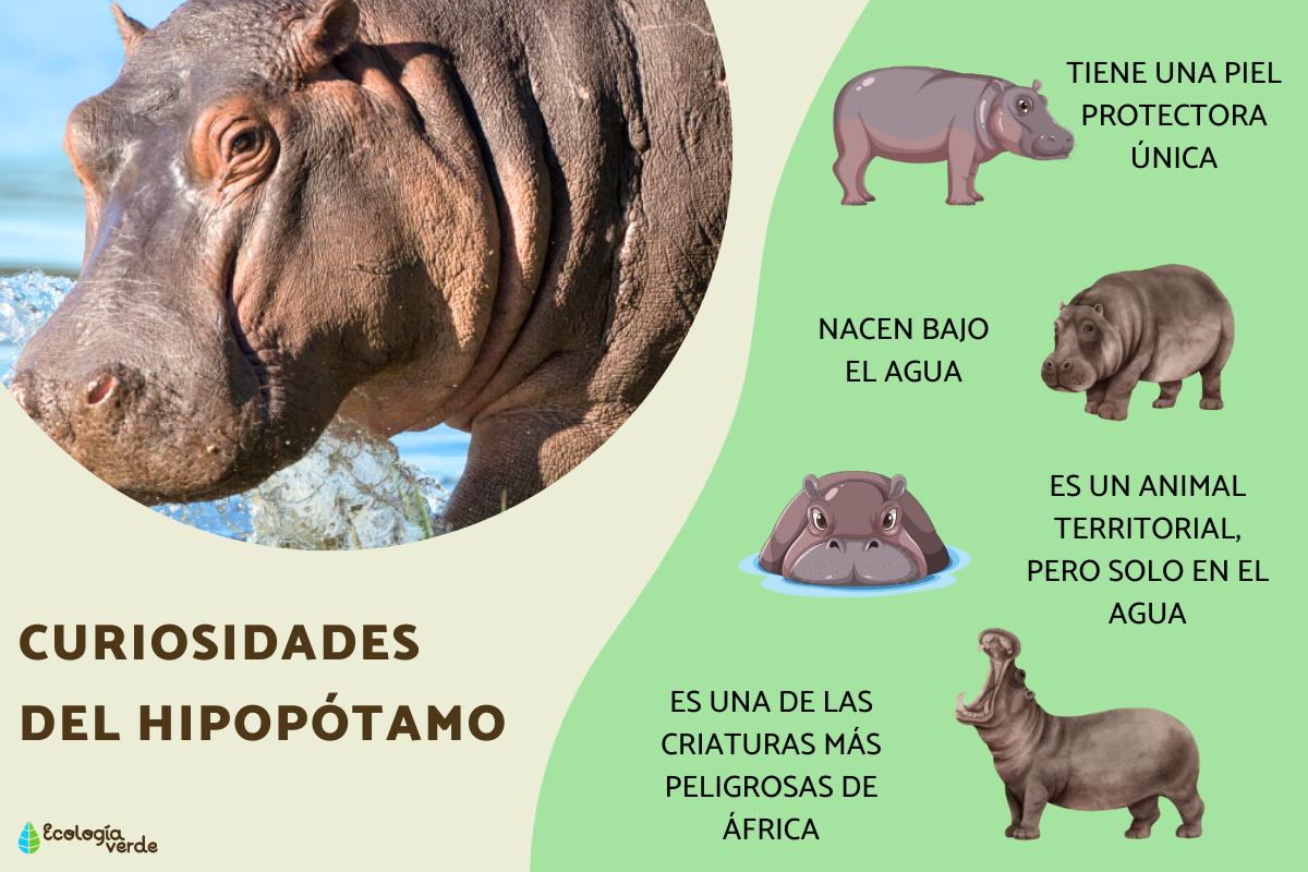 Curiosidades del hipopótamo