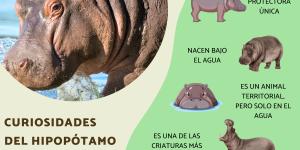 Curiosidades del hipopótamo