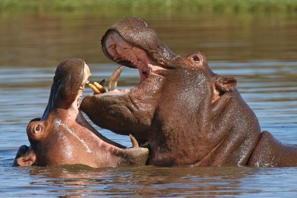 Curiosidades del hipopótamo - El hipopótamo es un animal territorial, pero solo en el agua