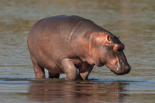 Curiosidades del hipopótamo - El hipopótamo tiene una piel protectora única