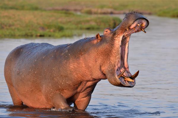 Curiosidades del hipopótamo - Es una de las criaturas más peligrosas de África