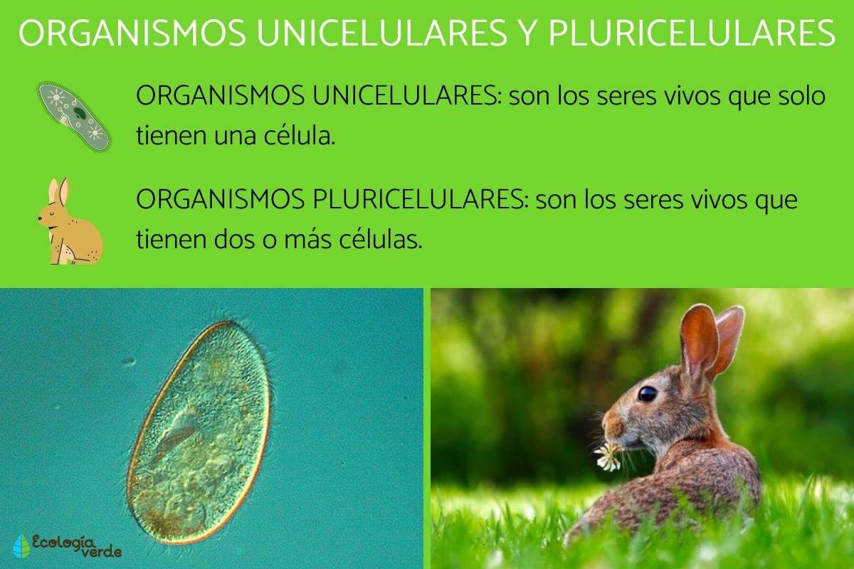 Organismos unicelulares y pluricelulares: ejemplos y diferencias