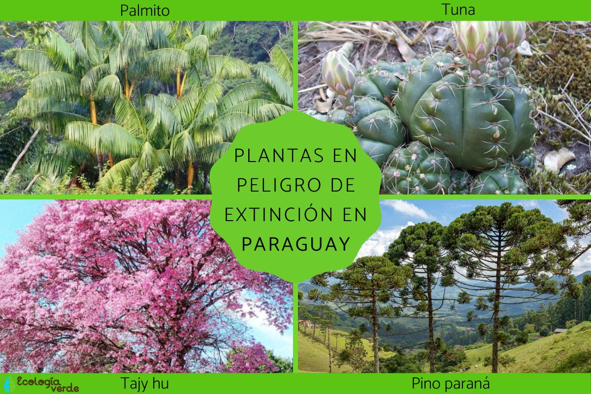 Plantas en peligro de extinción en Paraguay