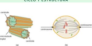 Centrosoma: qué es, función, ciclo y estructura