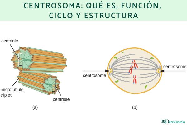 Centrosoma: qué es, función, ciclo y estructura