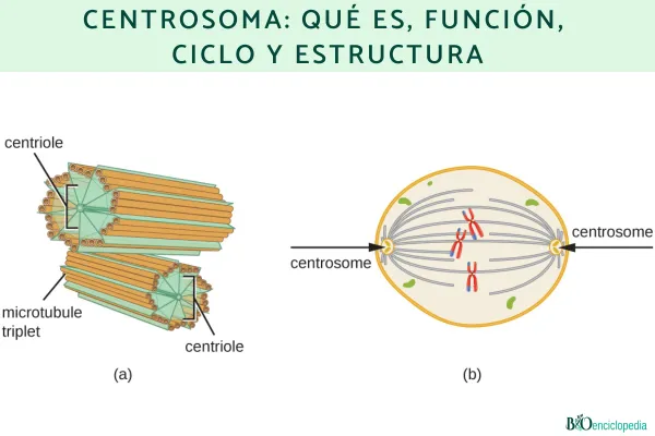 Dibujo De Centriolos dibujo-de-centriolos