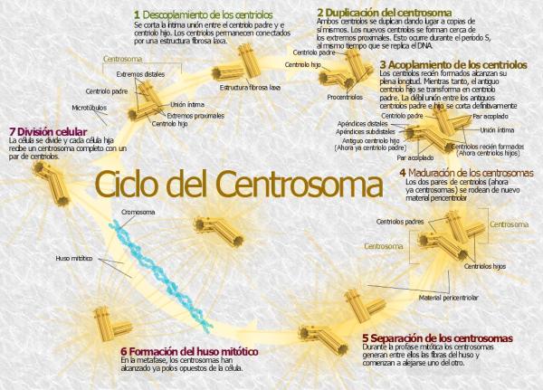 Centrosoma: qué es, función, ciclo y estructura - Ciclo del centrosoma