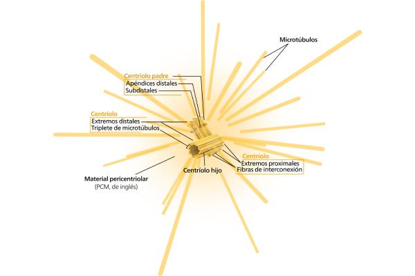 Centrosoma: qué es, función, ciclo y estructura - Qué es el centrosoma