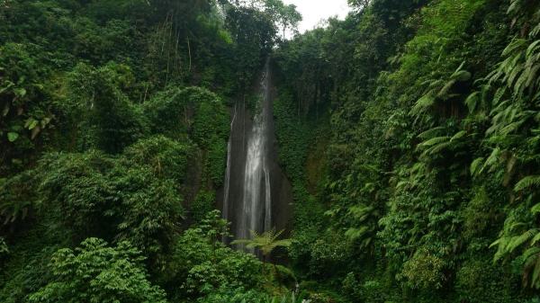 Selva tropical: características, clima, fauna y flora - ¿Qué es y cuáles son las características de la selva tropical?