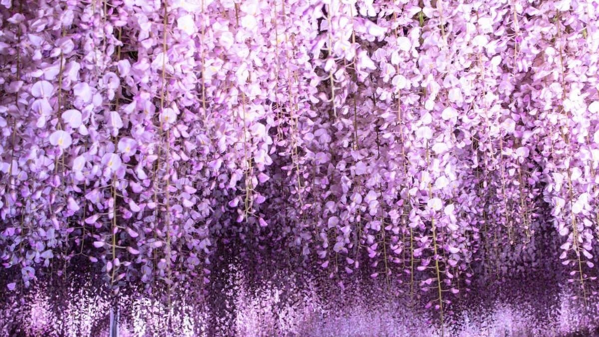 Así se cuida la glicina, la planta que convierte cualquier rincón en un escenario único