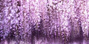Así se cuida la glicina, la planta que convierte cualquier rincón en un escenario único