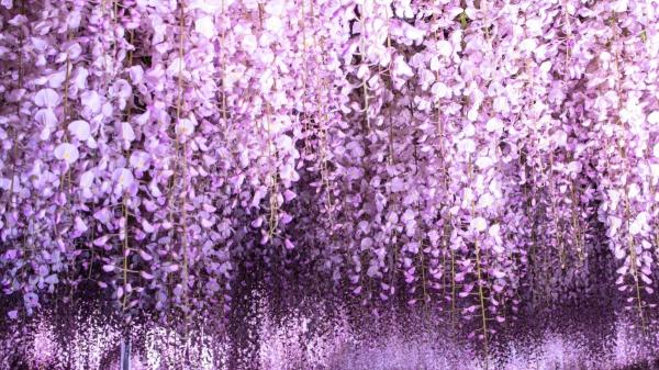 Así se cuida la glicina, la planta que convierte cualquier rincón en un escenario único