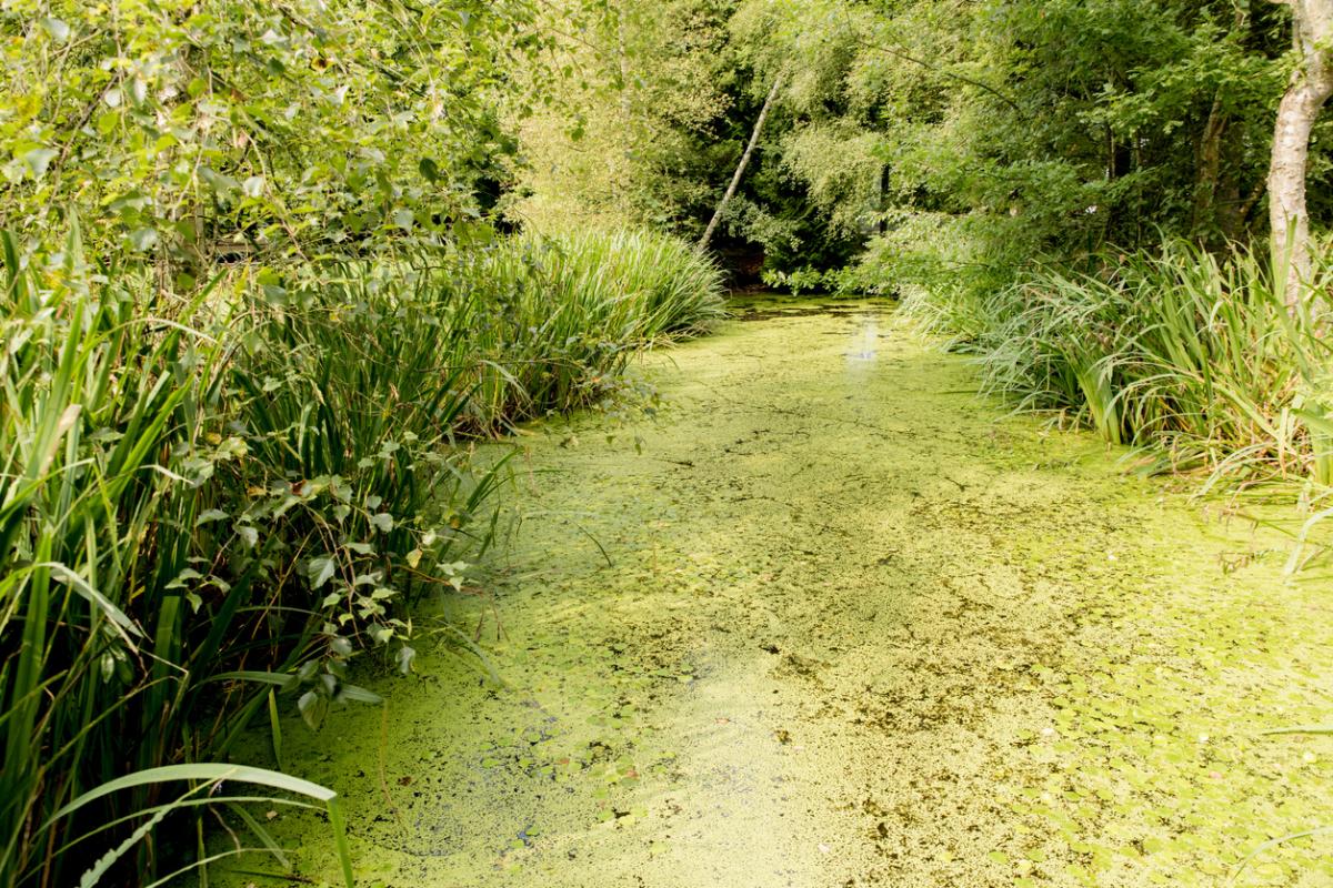 Biorremediación: qué es, tipos y ejemplos