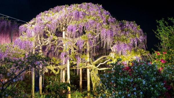 Así se cuida la glicina, la planta que convierte cualquier rincón en un escenario único - ¿Dónde colocar la glicina para crear un escenario único?