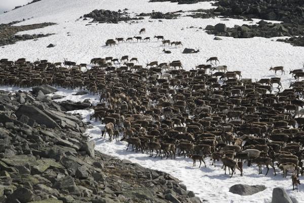 Tundra: características, clima, tipos, flora y fauna - Flora de la tundra