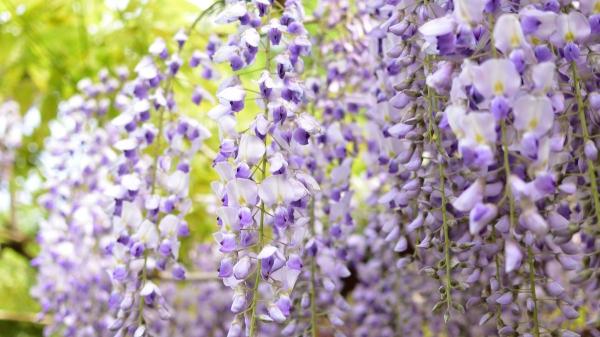 Así se cuida la glicina, la planta que convierte cualquier rincón en un escenario único - La poda que garantiza la floración de la glicinia
