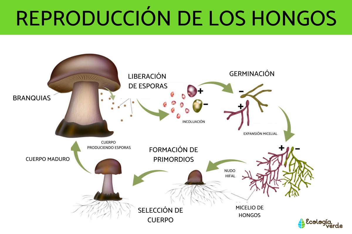 Cómo se reproducen los hongos