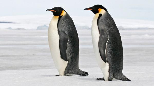 Los pingüinos emperadores ya están en peligro de extinción: lo que está pasando en la Antártida preocupa a los científicos - La actualidad el pingüino emperador: de supervivientes del frío a víctimas del calor