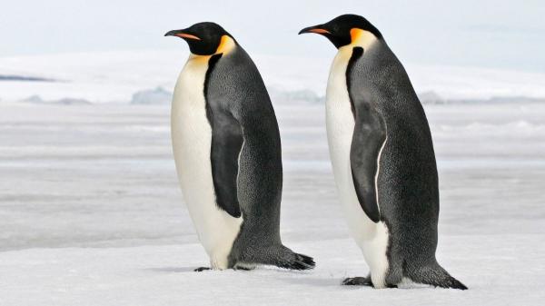 Los pingüinos emperadores ya están en peligro de extinción: lo que está pasando en la Antártida preocupa a los científicos - La nueva categoría para el pingüino emperador: peligro real de extinción 