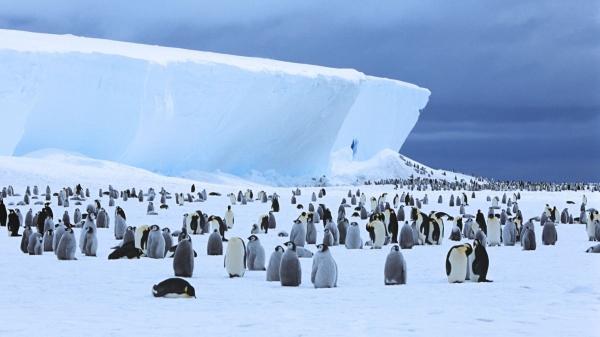 Los pingüinos emperadores ya están en peligro de extinción: lo que está pasando en la Antártida preocupa a los científicos - La población del pingüino emperador está en caída libre