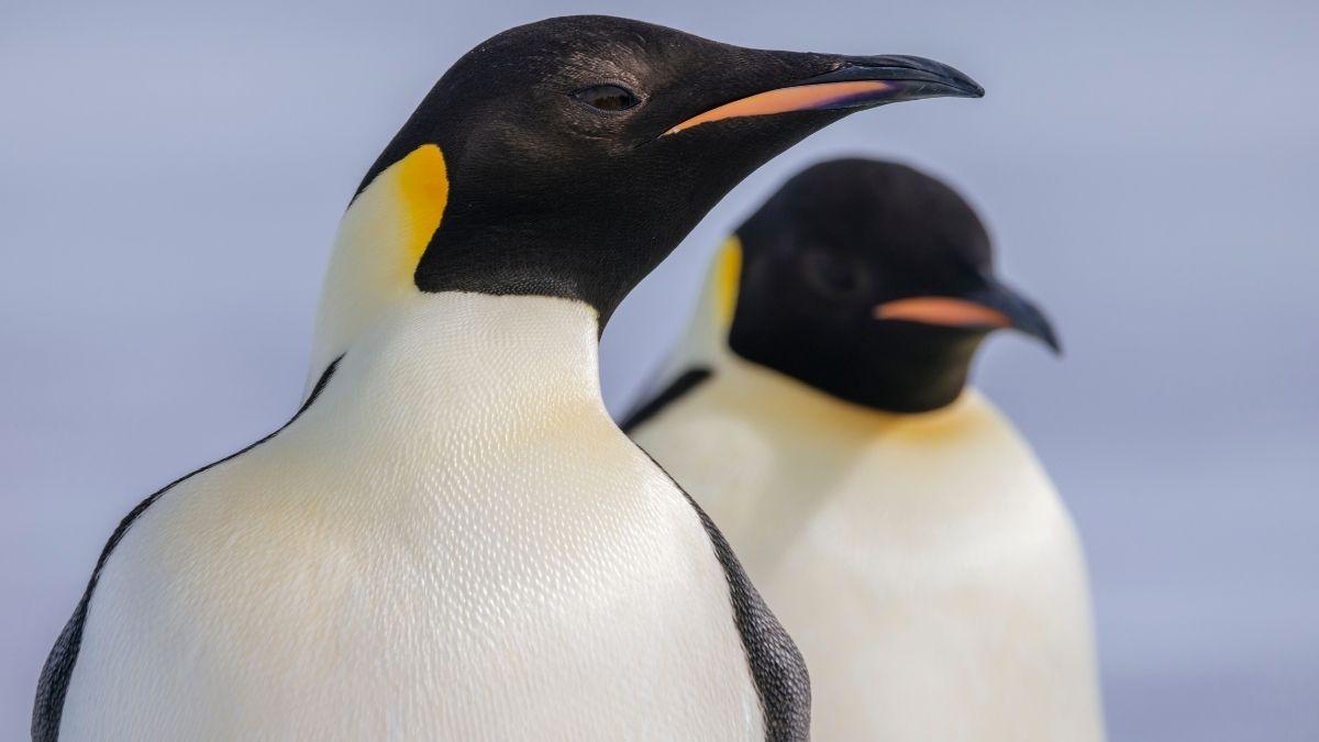 Los pingüinos emperadores ya están en peligro de extinción: lo que está pasando en la Antártida preocupa a los científicos