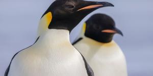 Los pingüinos emperadores ya están en peligro de extinción: lo que está pasando en la Antártida preocupa a los científicos