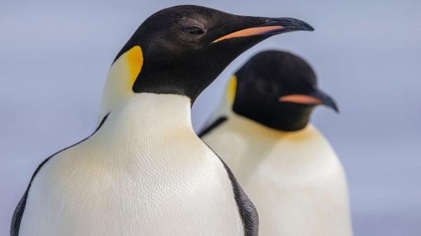 Los pingüinos emperadores ya están en peligro de extinción: lo que está pasando en la Antártida preocupa a los científicos