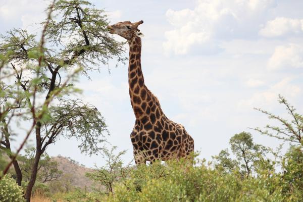 Qué es la adaptación en biología, tipos y ejemplos - Qué es la adaptación en biología