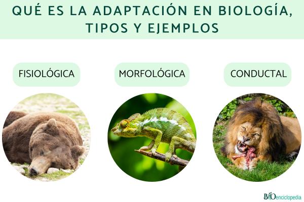 Qué es la adaptación en biología, tipos y ejemplos