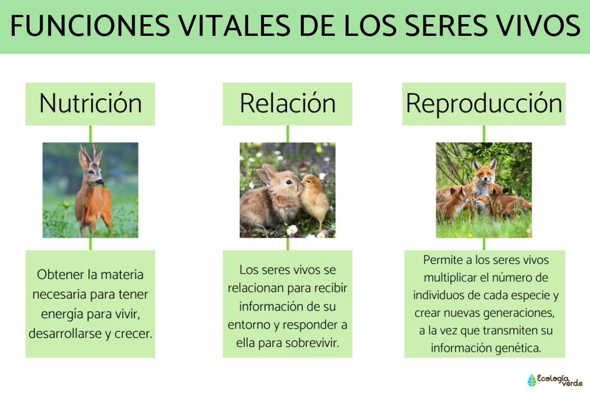 Funciones vitales de los seres vivos