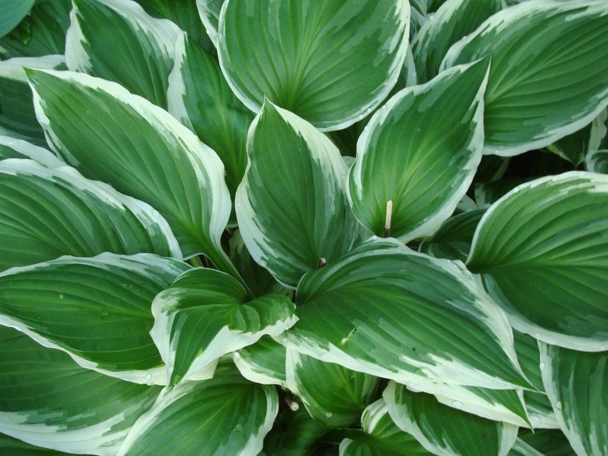 Hosta: cuidados