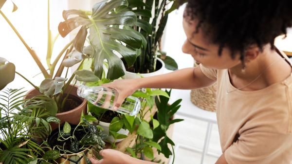 Joan Calderón, jardinero: “El error al regar las plantas es echar un chorrito de agua todos los días” - Así recomienda regar correctamente las plantas el experto
