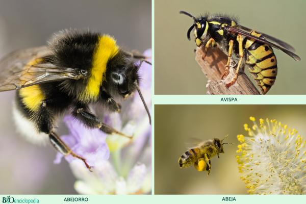 Diferencias entre abejas y avispas - Diferencia entre las abejas, las avispas y los abejorros 