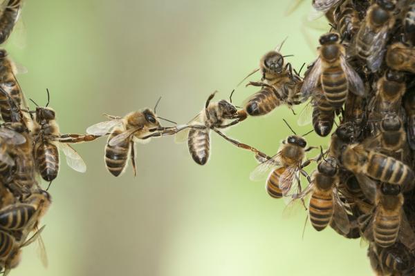 Diferencias entre abejas y avispas - Diferencias de comportamiento 