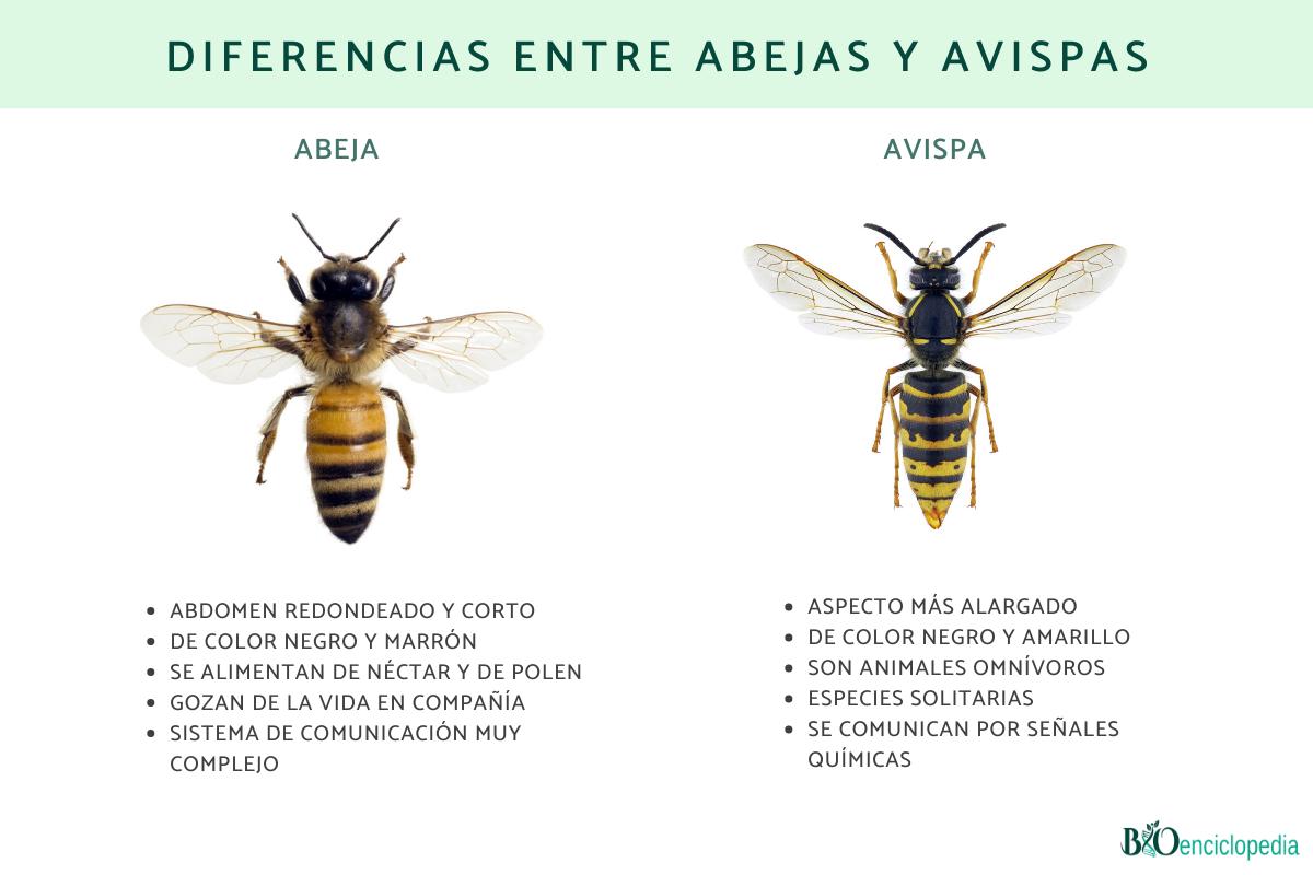 Diferencias entre abejas y avispas